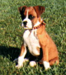 Super Puppy